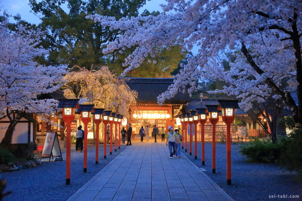 春の京都一人旅 9 夜桜の名所 平野神社 ライトアップに咲きほこる魁桜 Seiの弾丸 海外一人旅blog